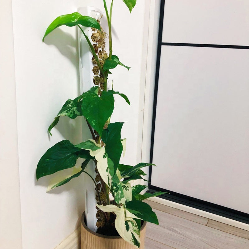 Extendable Snap-Together Curved Moss Pole — Train Monstera and Philodendron