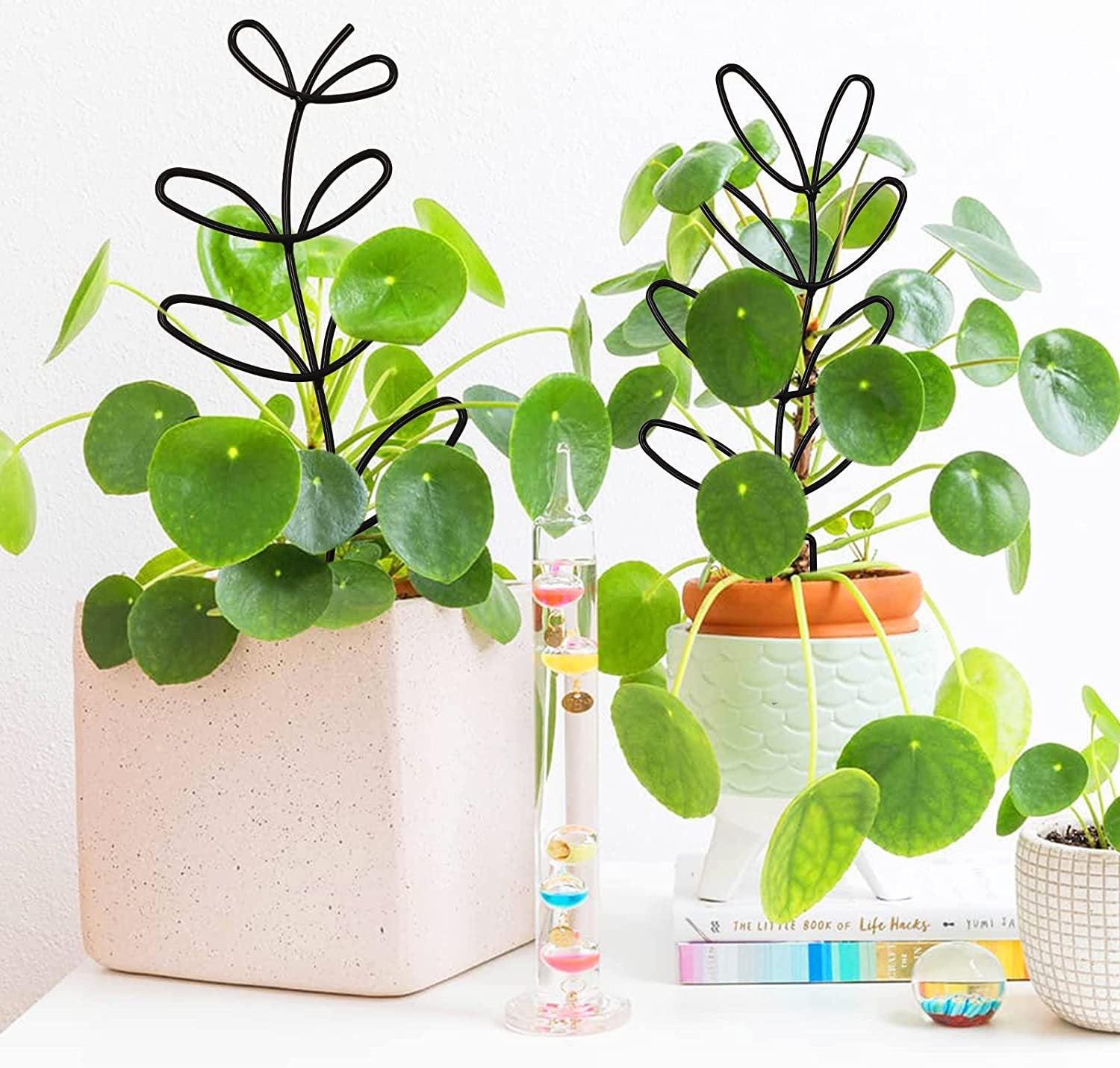Metal Trellis to Train Happy Indoor Vines
