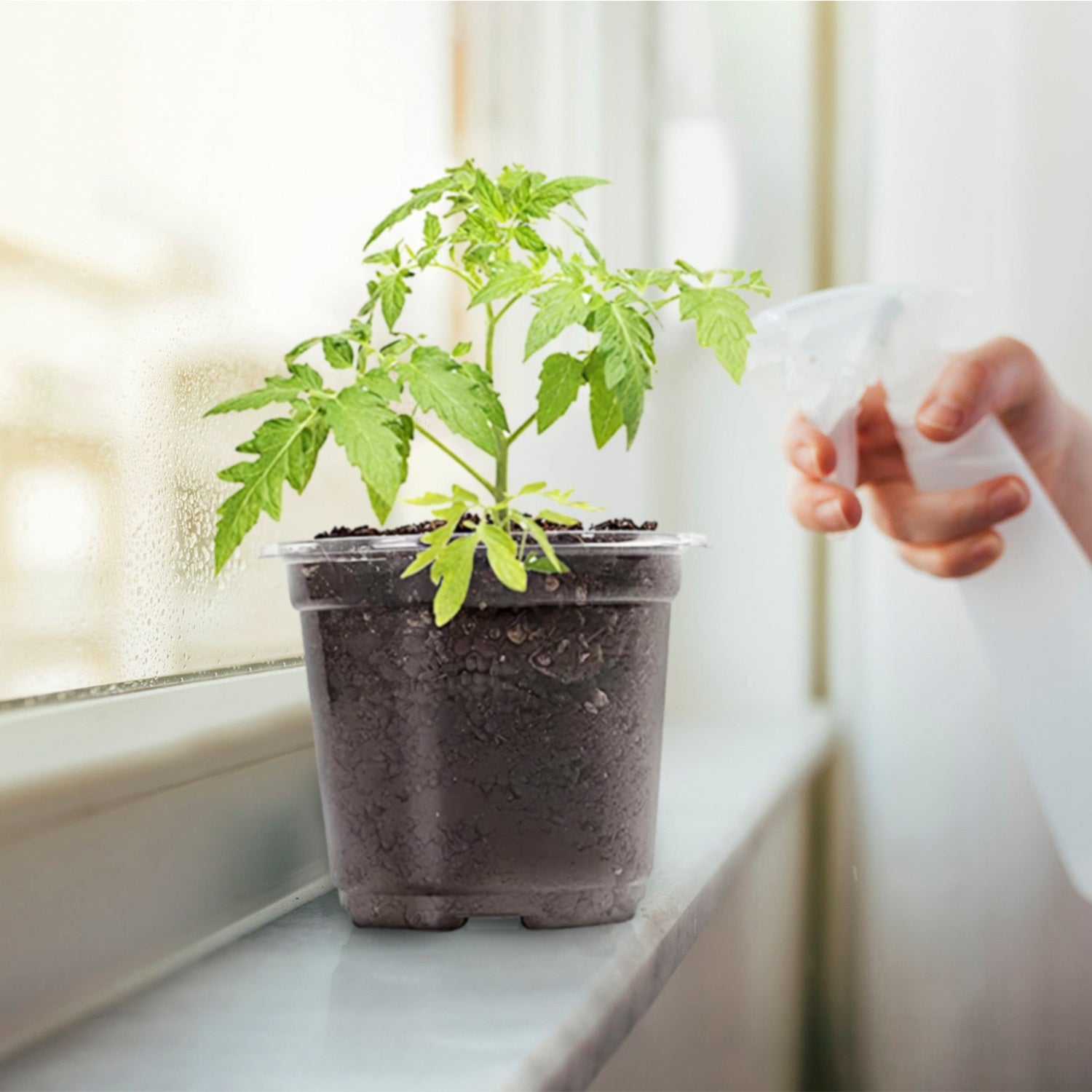 Propagation Dome Pot — See Roots Form, Keep Cuttings Happy