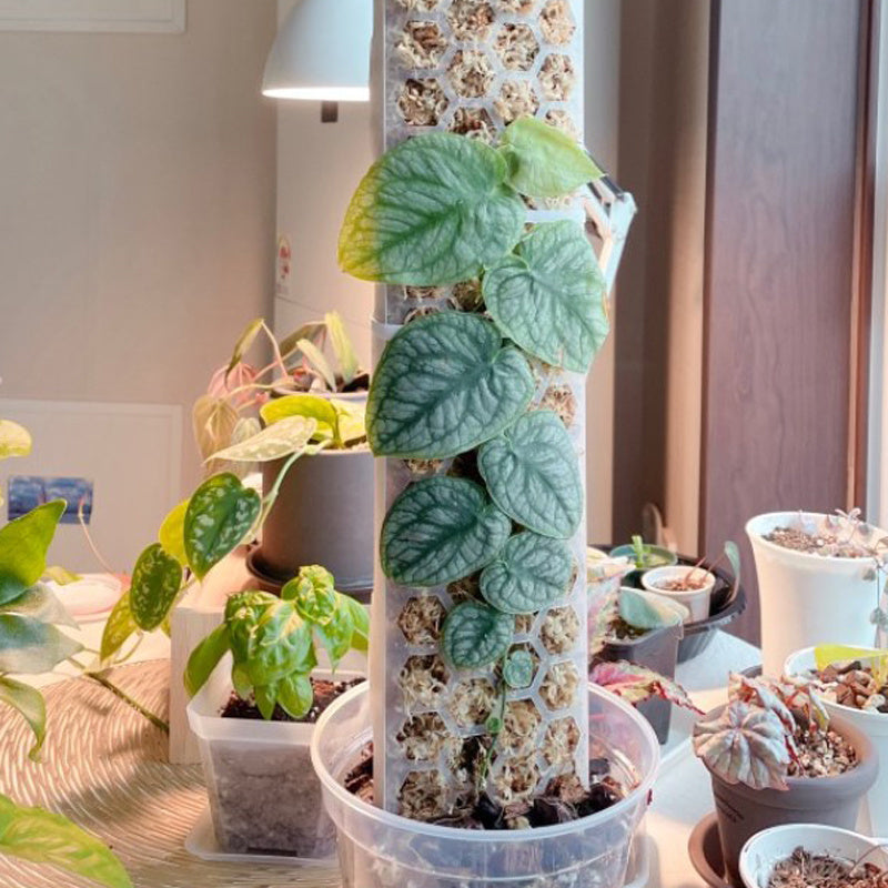 Extendable Snap-Together Curved Moss Pole — Train Monstera and Philodendron