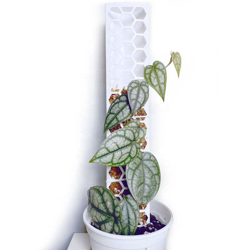 Extendable Snap-Together Curved Moss Pole — Train Monstera and Philodendron