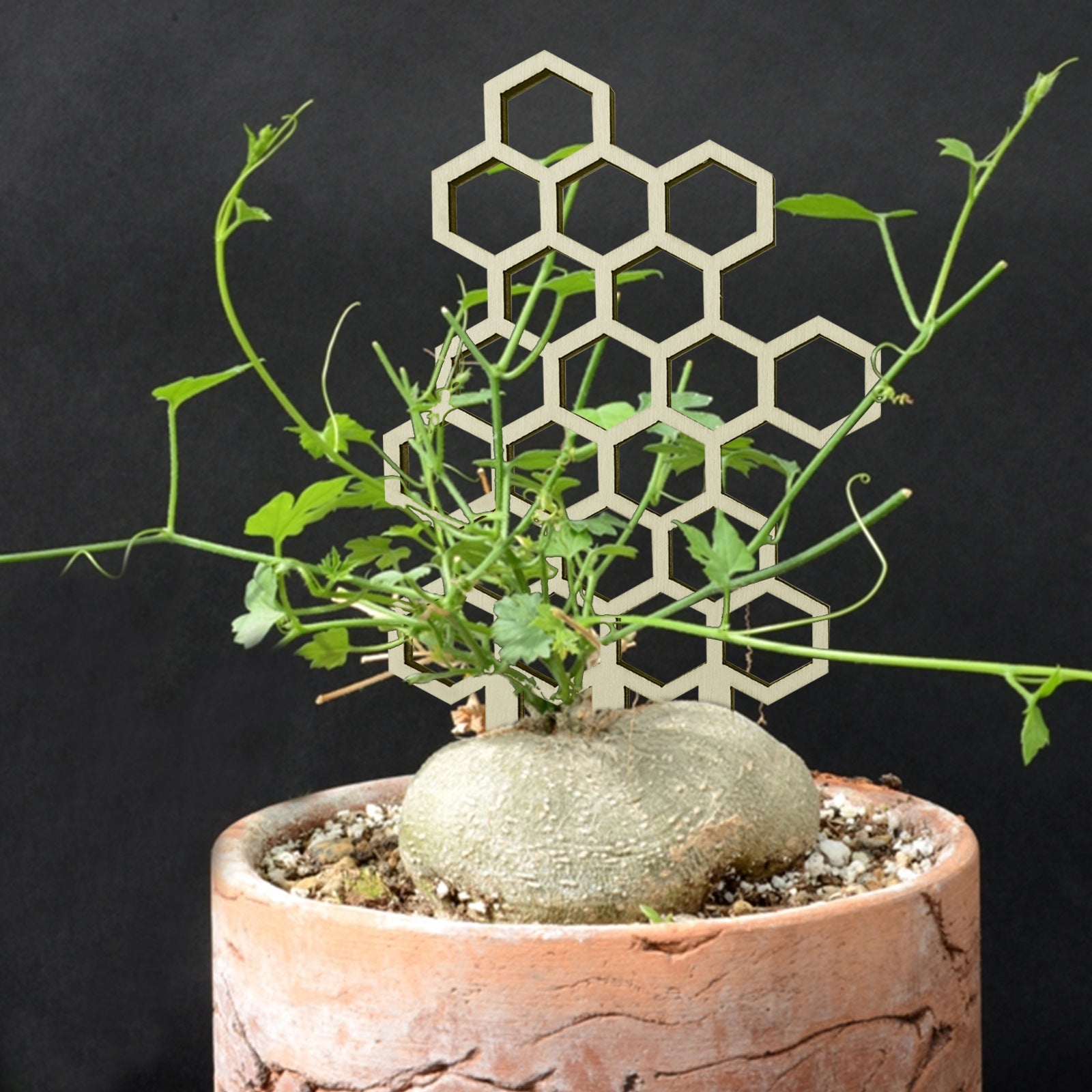 Space-Saving Support for Happy Indoor Climbers