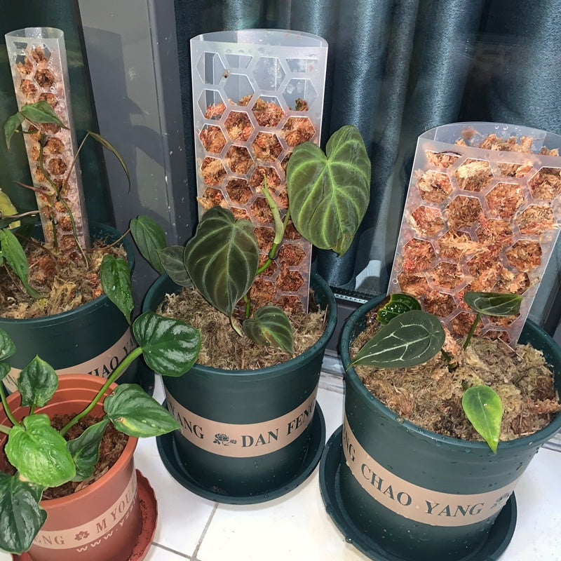 train monstera to moss pole Extendable Snap-Together Curved Moss Pole — Train Monstera and Philode – Planty Lau's