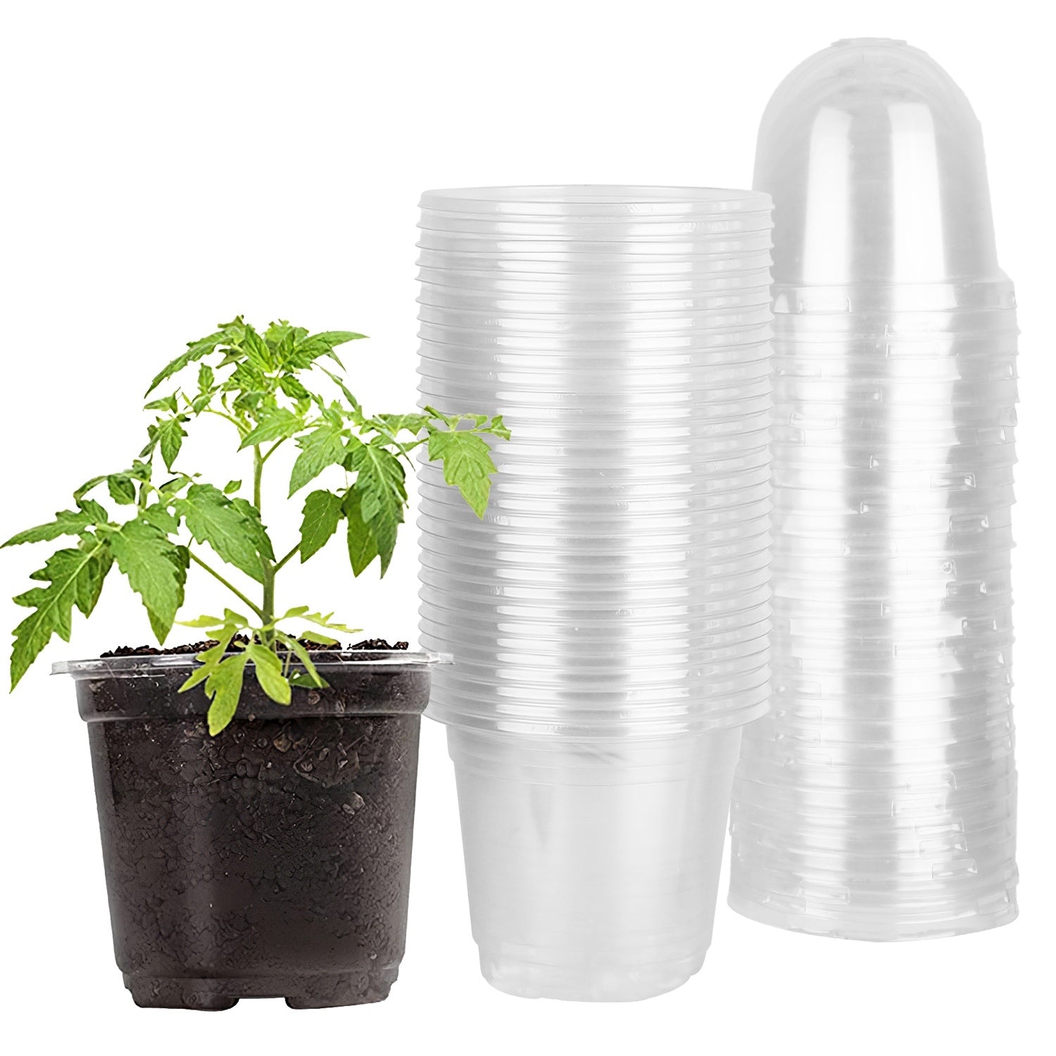 Propagation Dome Pot — See Roots Form, Keep Cuttings Happy