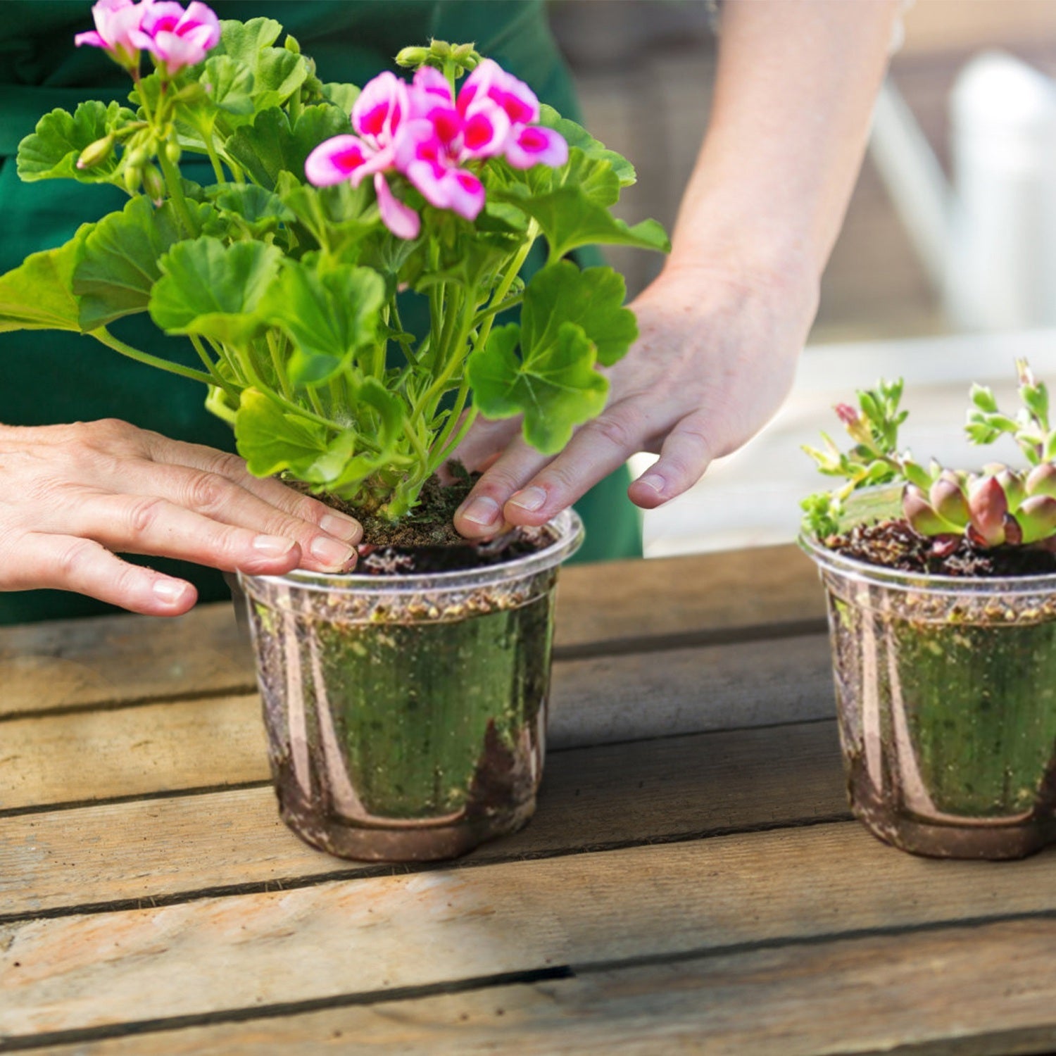 Propagation Dome Pot — See Roots Form, Keep Cuttings Happy
