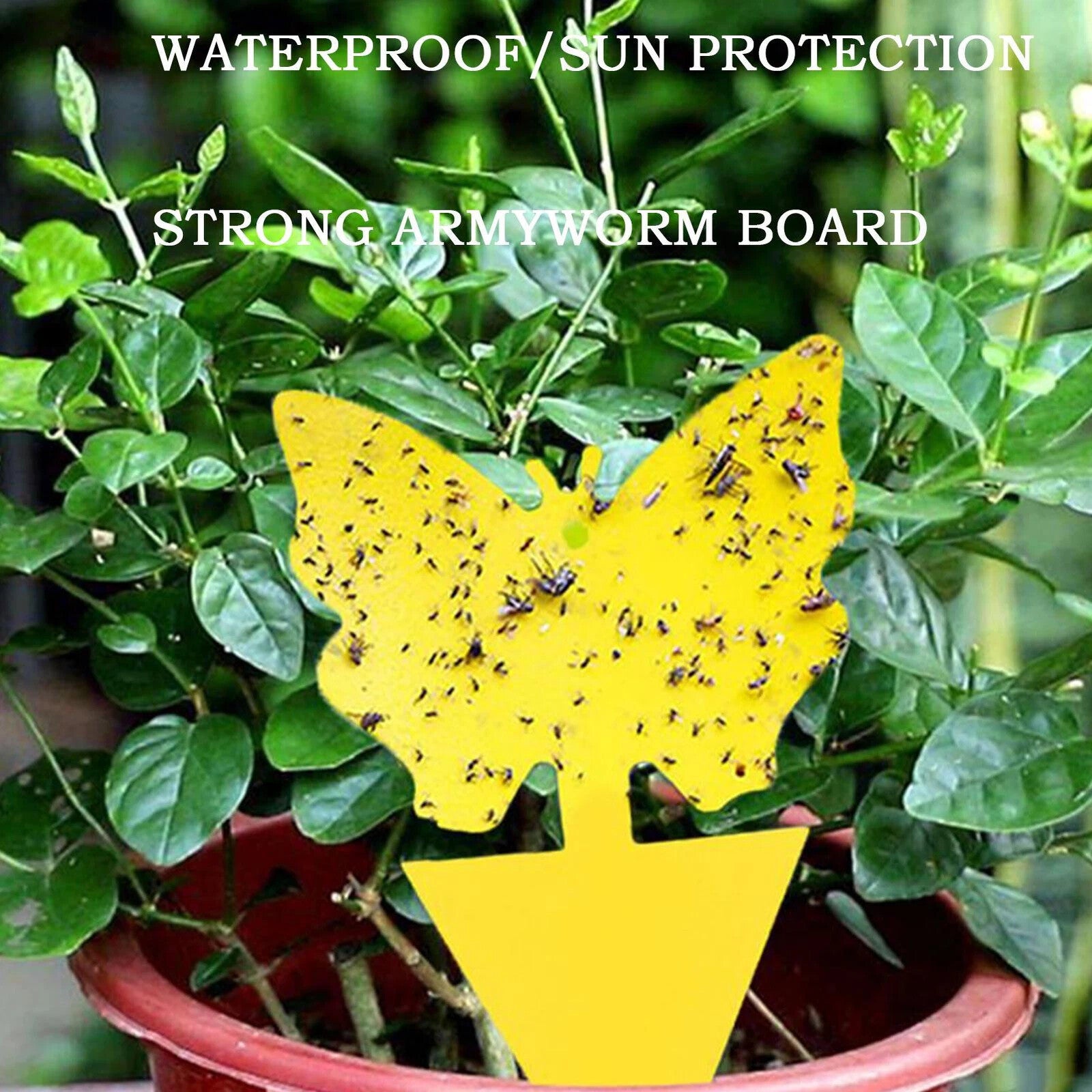 Sticky Fungus Gnat Traps for Happy Houseplants (20pcs)